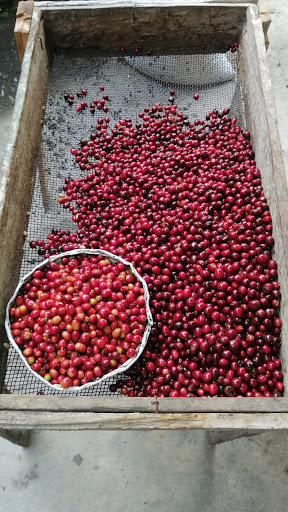 APICG (Asociación de productores Integrales del café en Giraldo )